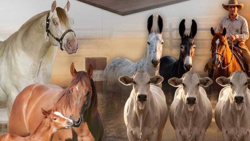 Cantor Hugo aposta na equinocultura e estreia leilão durante Semana do Cavalo em Cuiabá; Veja vídeo