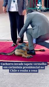 Cachorro invade cerimônia presidencial no Chile, deita no tapete vermelho e rouba a cena; veja vídeo