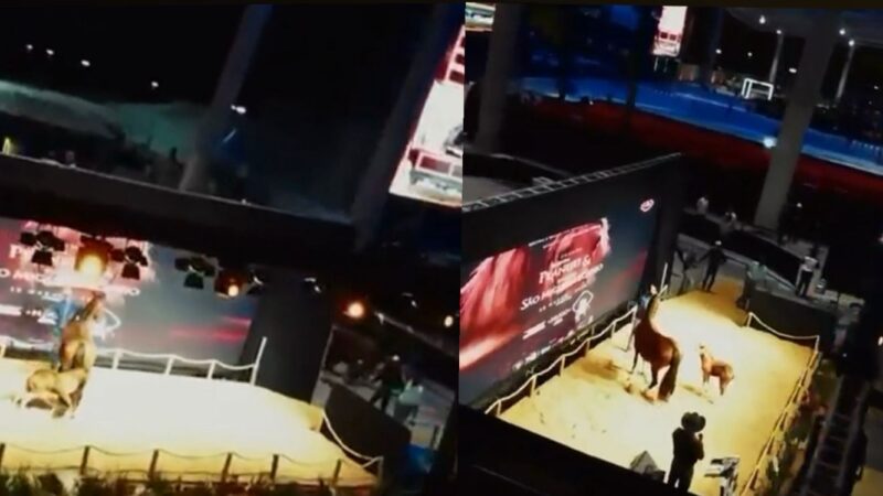 Semana do Cavalo impulsiona negócios e registra leilão de cavalos com vendas milionárias em Cuiabá; veja vídeo