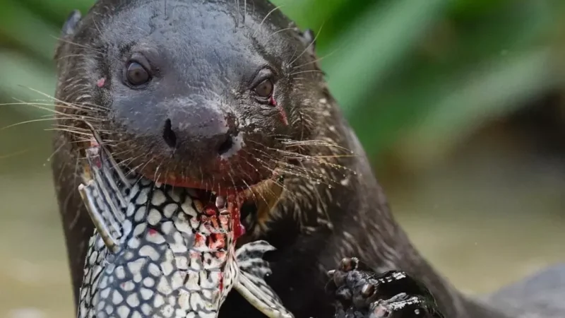 Cena rara no Pantanal: ariranha devora peixe diante da câmera e impressiona nas redes; veja vídeo