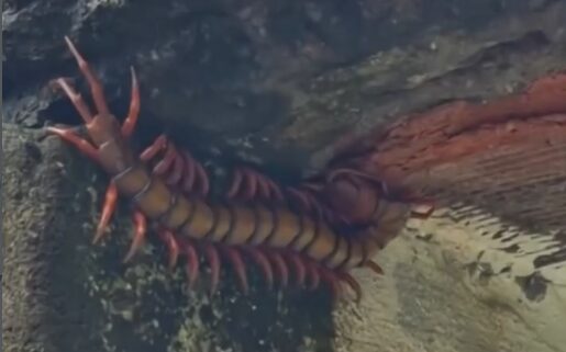 Moradora registra “centopeia” no quintal e descobre que animal era uma lacraia venenosa; veja vídeo