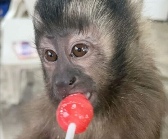Macacos invadem escola, pegam saco de pirulitos e viram atração em cima de telhado; veja vídeo