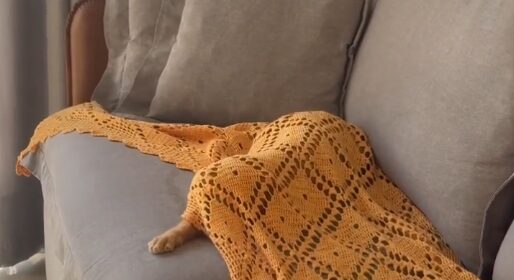 Dona chega da academia e encontra gato escondido no sofá; veja vídeo