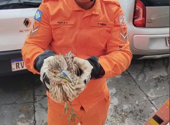 Pássaro fica preso em ar-condicionado de empresa em Alto Araguaia; veja vídeo