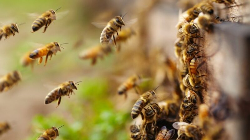 Ataque de abelhas causa pânico, deixa feridos e uma pessoa morta; veja vídeo