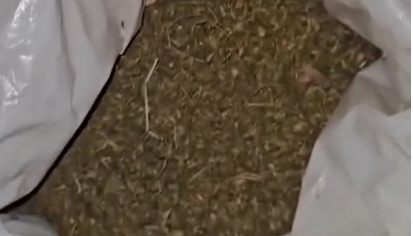 Polícia Civil localiza plantações de maconha e prende suspeitos; Veja vídeo