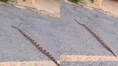 Moradora registra jiboia durante travessia em área residencial de Cuiabá; veja vídeo