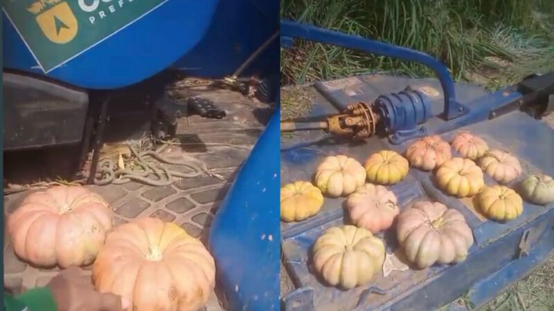Trabalhador encontra abóboras durante limpeza em terreno de mato alto em Cuiabá; veja vídeo