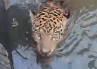 Bombeiro detalha operação de mais 8 horas de resgate de onça-pintada em Juscimeira; veja vídeo