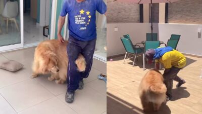 Golden atrapalha pintor, vira sensação e rende cena divertida registrada pela tutora; veja vídeo