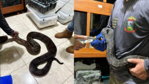 Biólogo é alvo de operação após polícia encontrar animais silvestres irregulares em residência de Cuiabá; veja vídeo