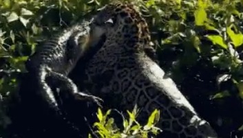 Onça-pintada é gravada caçando Jacaré no Pantanal em Poconé; veja vídeo