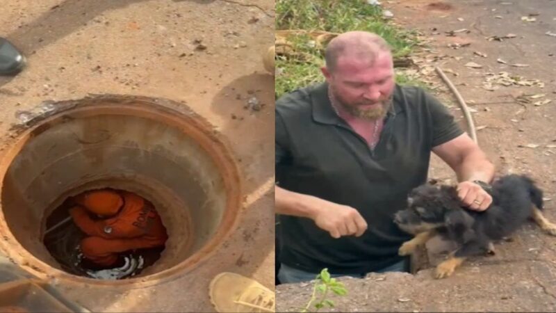 Cachorrinha é resgatada após ficar cinco dias presa em bueiro em Rondonópolis; veja vídeo