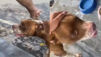 Moradores denunciam abandono frequente de animais em bairro de Várzea Grande; veja vídeo