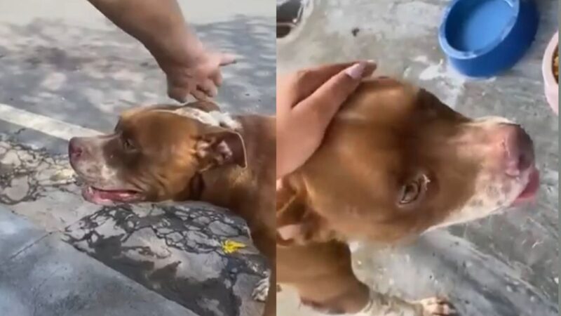 Moradores denunciam abandono frequente de animais em bairro de Várzea Grande; veja vídeo