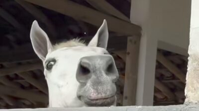 “Oi Ícaro” revela comportamento cheio de charme e encanta visitantes; veja vídeo