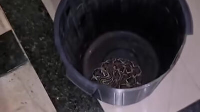 Cobra cascavel é encontrada dentro de casa e mobiliza resgate em condomínio; Veja vídeo