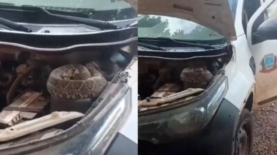Servidor encontra cascavel escondida em motor de veículo público em Jaciara; veja vídeo