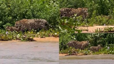 Onça-pintada é flagrada acompanhada de dois filhotes em região alagada do Pantanal mato-grossense; veja vídeo
