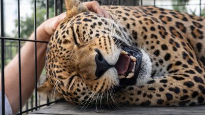 Leopardo resgatado protagoniza cena incomum e encantadora ao demonstrar carinho; veja vídeo