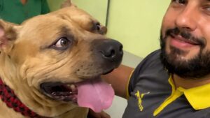 Cachorro enfrenta invasor, impede furto e sai ferido em ação corajosa; veja vídeo