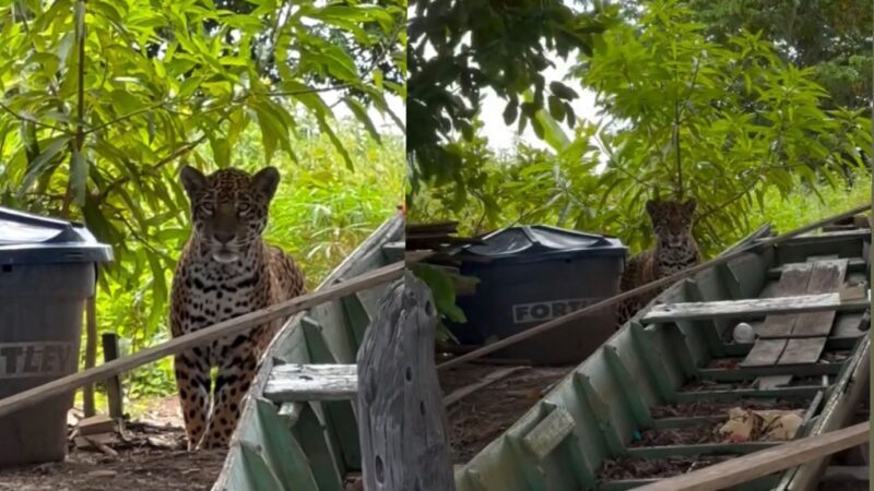Pescadores filmam onça-pintada se aproximando de acampamento em Cáceres; veja vídeo