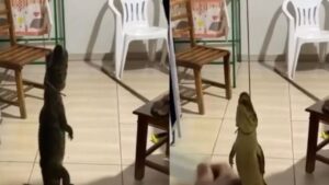 Funcionários capturam jacaré dentro de unidade de saúde em Mato Grosso; veja vídeo