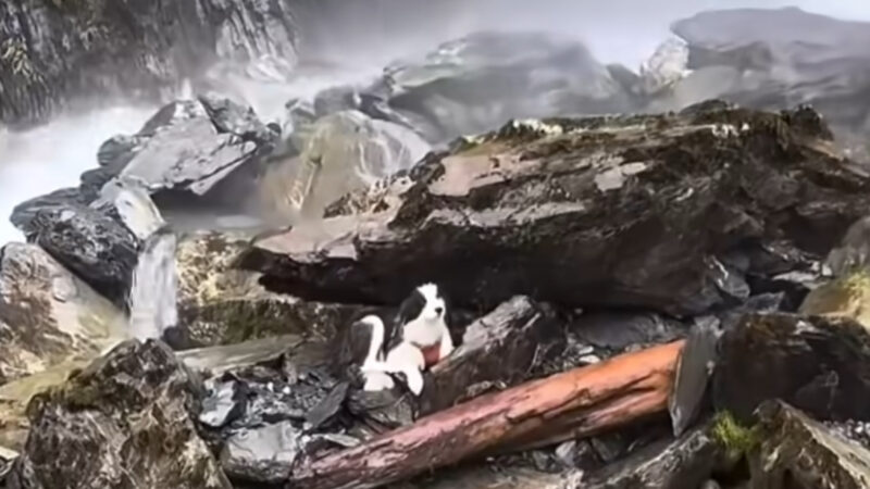 Resgate emocionante: cachorro desaparecida é encontrada após uma semana; Veja vídeo