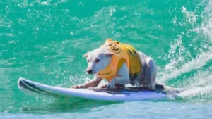 Cachorra campeã mundial de surfe morre aos 16 anos e mobiliza fãs