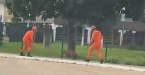 Bombeiros levam ‘drible’ de capivara em captura em Cuiabá; veja vídeo