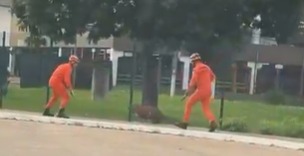 Bombeiros levam ‘drible’ de capivara em captura em Cuiabá; veja vídeo