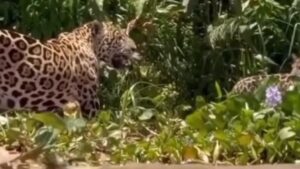 Onça e filhotes no Pantanal impressiona turistas no rio Cuiabá; veja vídeo