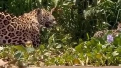 Onça e filhotes no Pantanal impressiona turistas no rio Cuiabá; veja vídeo