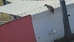 Onça-parda invade quintal de casa e volta a assustar moradores; Veja vídeo
