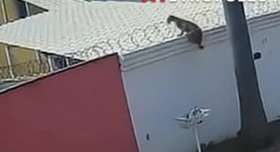 Onça-parda invade quintal de casa e volta a assustar moradores; Veja vídeo