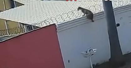 Onça-parda invade quintal de casa e volta a assustar moradores; Veja vídeo