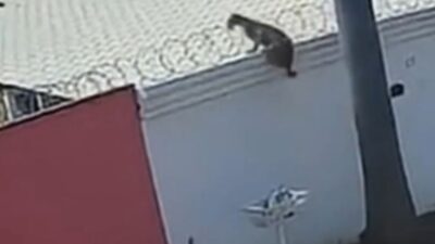 Onça-parda invade quintal de casa e volta a assustar moradores; Veja vídeo