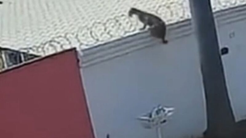 Onça-parda invade quintal de casa e volta a assustar moradores; Veja vídeo