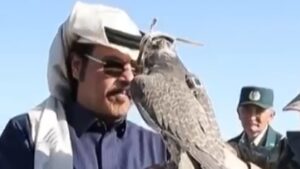 Falcões são soltos na natureza para salvar espécie ameaçada e restaurar população; Veja vídeo