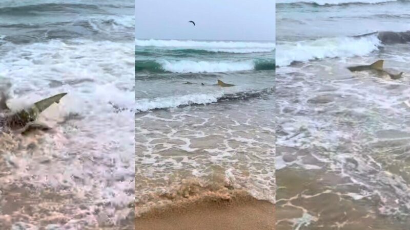 Registro mostra concentração incomum de tubarões em área costeira; veja vídeo