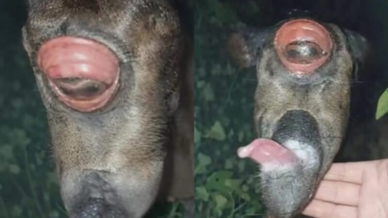 Filhote de cavalo nasce com um olho e sem narinas após malformação rara; veja vídeo