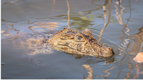 Mulher percebe algo encostando nas pernas durante banho em lagoa e se depara com filhote de jacaré; veja vídeo