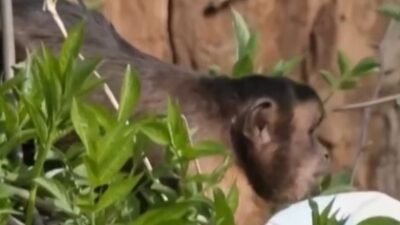 Zoo surpreende visitantes com “Páscoa animal” e ovos especiais para bichos; Veja vídeo