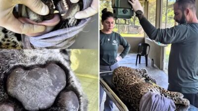 Filhotes de onça resgatados em MT recebem cuidados veterinários e aguardam decisão sobre novo lar; veja vídeo