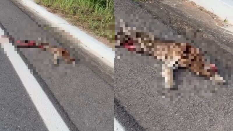 Jaguatirica é encontrada morta após ser atropelada na estrada da Guia em Cuiabá; veja vídeo