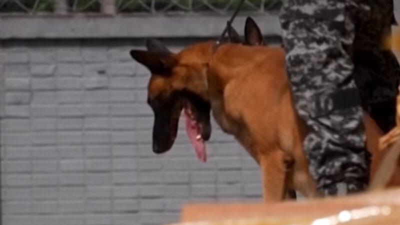 Operação com cão farejador revela bunker com toneladas de droga e termina em confronto; Veja vídeo