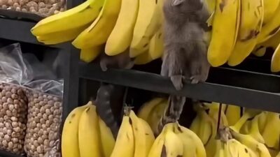 Dois saguis invadem supermercado e são flagrados comendo bananas em área de hortifruti; veja vídeo