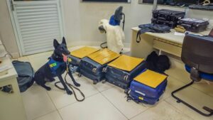 PRF apreende mais de 21 kg de cocaína em ônibus interestaduais na BR-364; veja vídeo