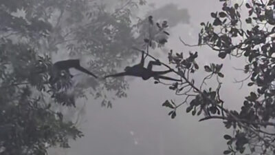 Macacos surpreendem ao se unir e formar “ponte” durante chuva; veja o vídeo