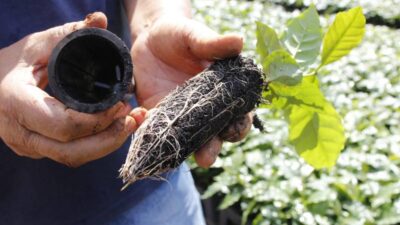 Sementes de café em alta: EPAMIG abre venda e produtores buscam mudas de qualidade